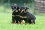 BEAUCERON - PUPPIES 370